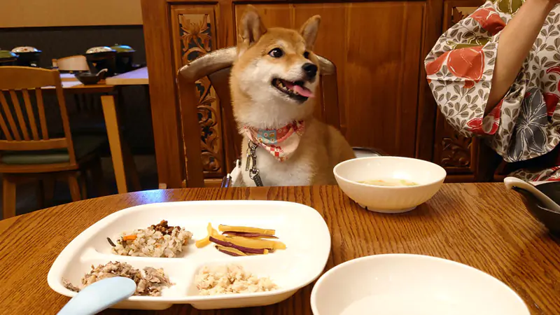 doggy26.jpg