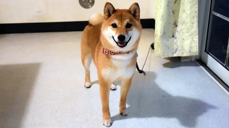 doggy14.jpg
