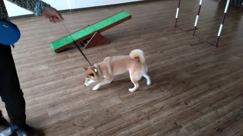 doggy24.jpg