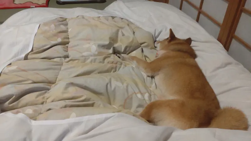 doggy28.jpg