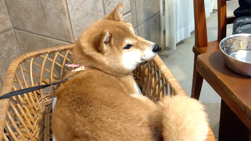 doggy12.jpg