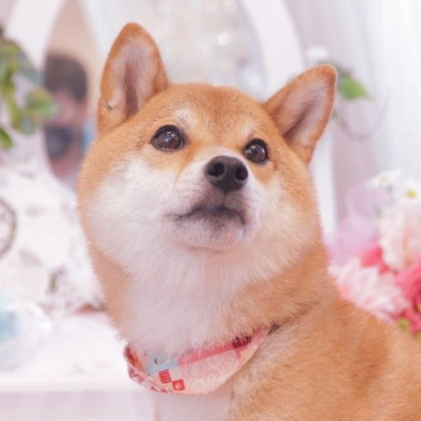 doggy-profile.jpg