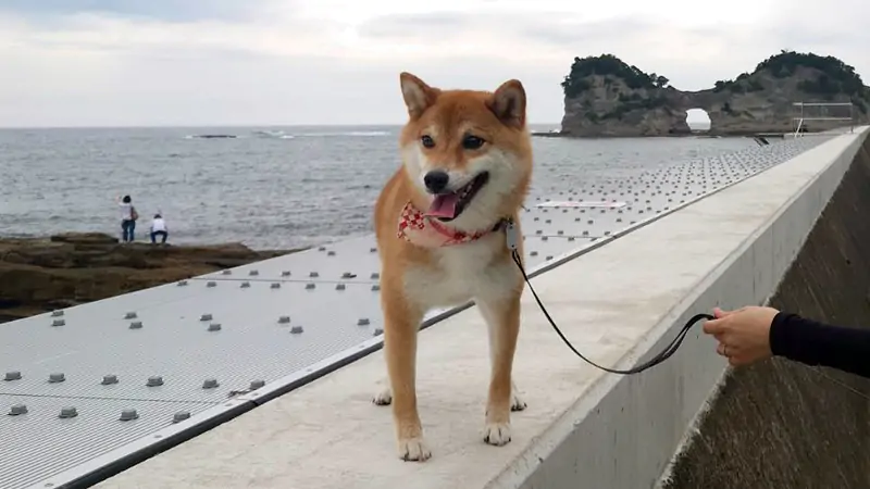 doggy17.jpg
