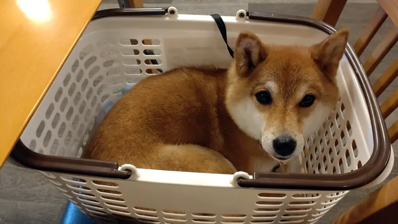 doggy25.jpg