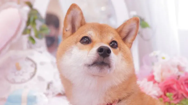 thumbnail-doggy1.jpg