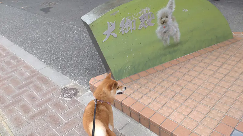 doggy19.jpg
