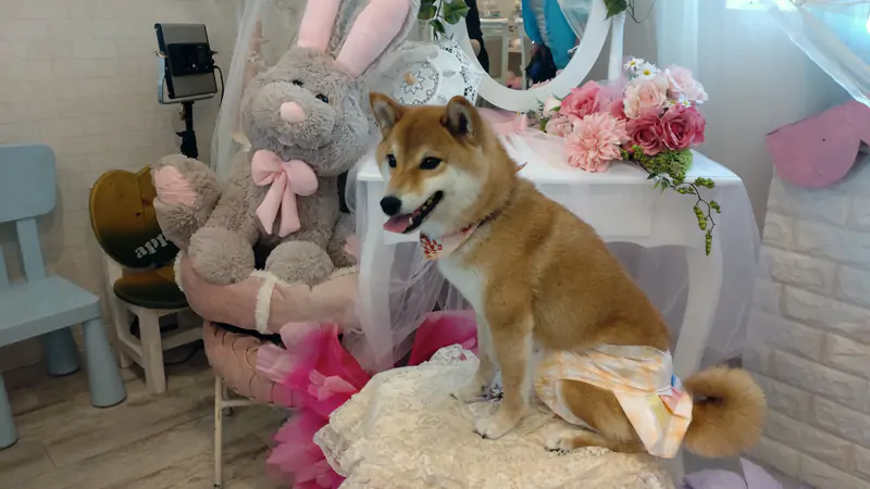 doggy31.jpg