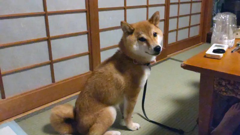 doggy27.jpg