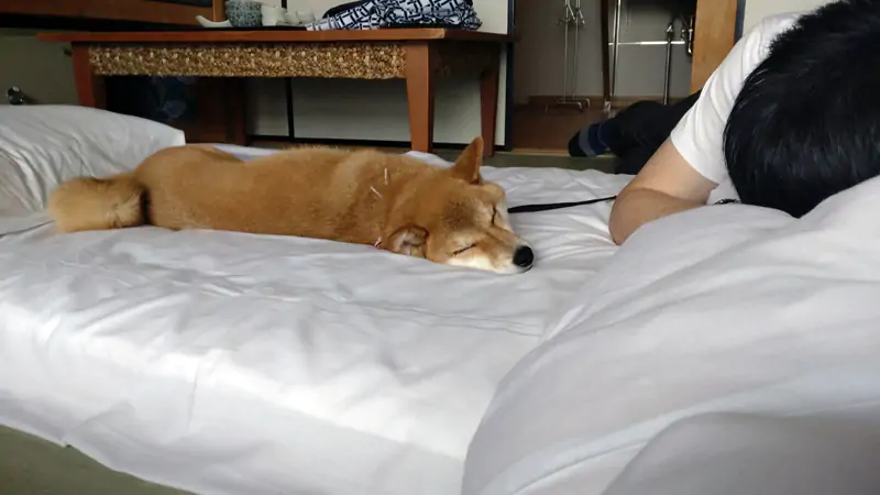 doggy29.jpg