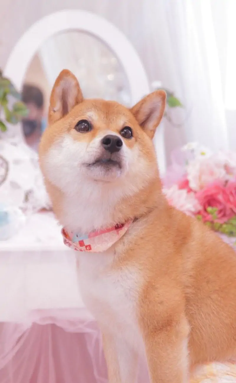 doggy32.jpg
